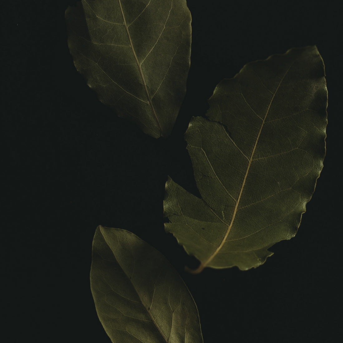 Laurel Berry leaves a key ingredient in Aleppo Soap